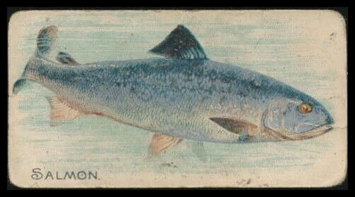 E32 Salmon.jpg